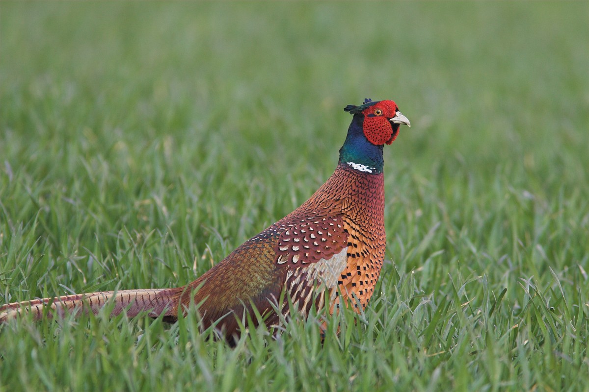 Phasianus colchicus, Common Pheasant